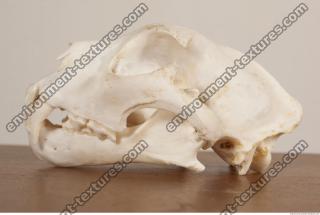 Photo References of Skull